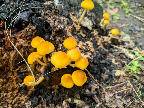 istock beautiful yellow mushrooms on dead wood 2158351424
