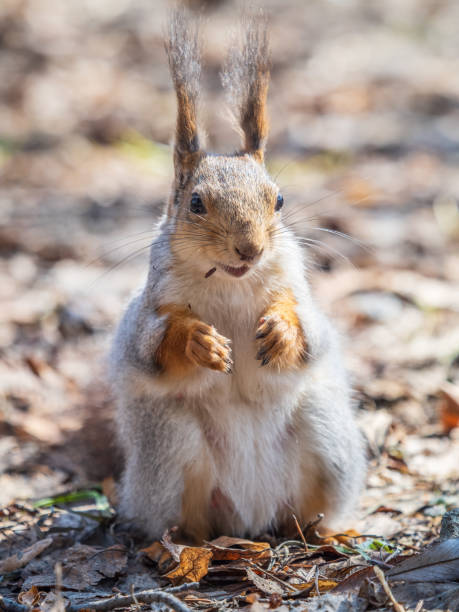 istock Squirrel in autumn or spring with nut on the green grass with fallen yellow leaves 2158353121