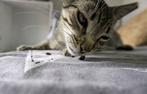 istock Stray cat in the street 2158353275