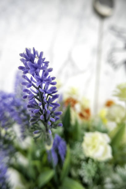 Grape-hyacinth, flower meadow of Muscari neglectum, field in spring on a sunny day