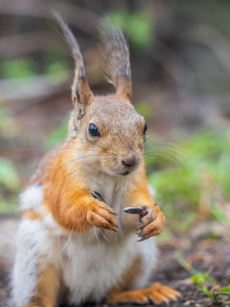 istock Squirrel sitting in green grass. Eurasian Red squirrel sitting in grass against bright green background 2158353643