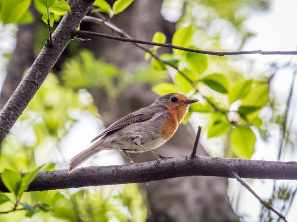 istock European Robin, Erithacus rubecula, song bird sits on tree in the spring forest or park 2158353651