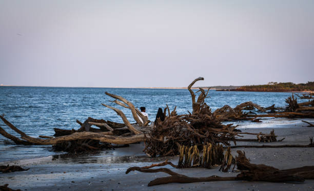 istock Beautiful nature in Big Talbot island nature 2158353839