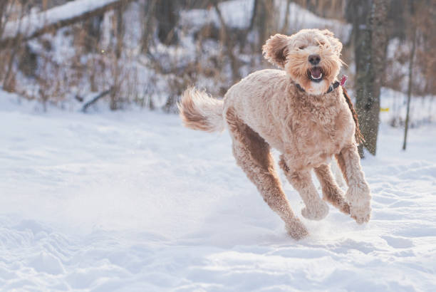 istock Happy Golden Doodle runs through a snowy field. 2158354738
