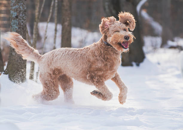 istock Happy Golden Doodle runs through a snowy field. 2158354745