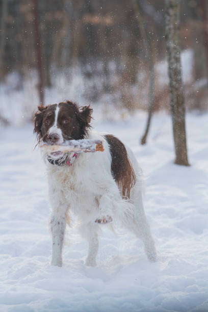 istock Young, energetic Springer Spaniel plays with a stick in the snow. 2158354765