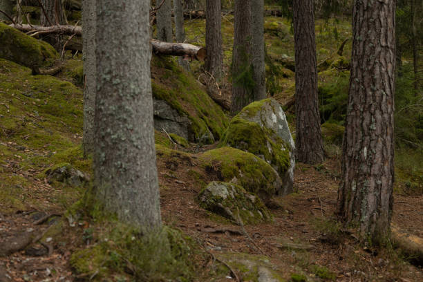 istock Huge stone boulders in the Swedish forest with moss and lichen. 2158356436