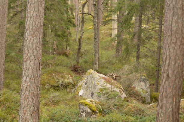 Huge stone boulders in the Swedish forest with moss and lichen. Natural springtime scenery of Scandinavian woodlands.