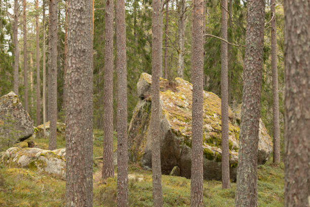 istock Huge stone boulders in the Swedish forest with moss and lichen. 2158356478