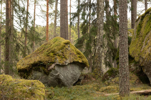 istock Huge stone boulders in the Swedish forest with moss and lichen. 2158356482