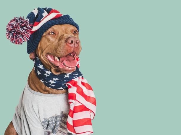 istock Cute dog, knitted winter hat and scarf 2158356486