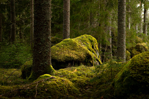 istock Huge stone boulders in the Swedish forest with moss and lichen. 2158356517