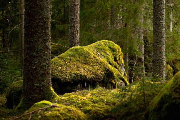 istock Huge stone boulders in the Swedish forest with moss and lichen. 2158356519