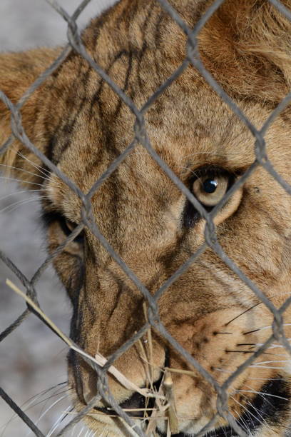 istock Lion closeup behind a fence 2158356815