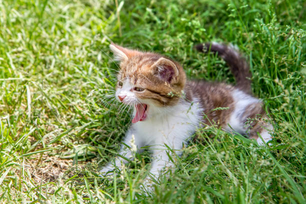 Kitten on the grass. The cat yawns. A small kitten with an open mouth.