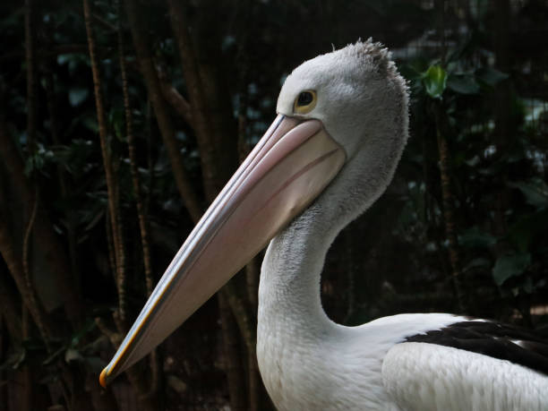 istock The Australian pelican (Pelecanus conspicillatus) 2158357158
