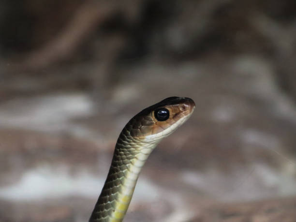 istock Chinese rat snake or Ptyas korros over the blurry background 2158357216