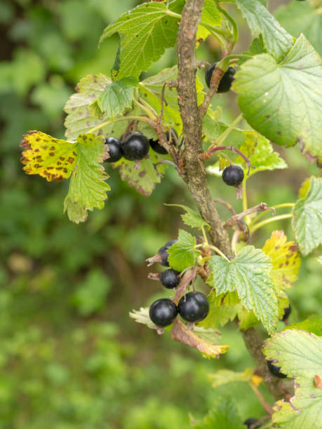 istock branch of black currant with berries 2158357980