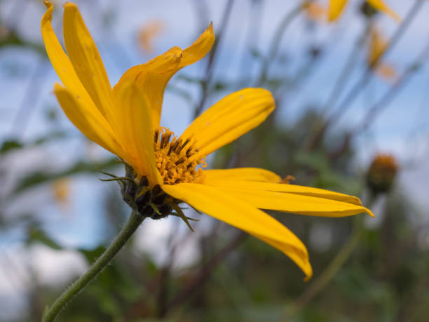 istock Jerusalem artichoke flowers close up 2158358015