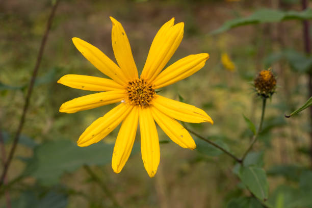 istock Jerusalem artichoke flowers in autumn 2158358024