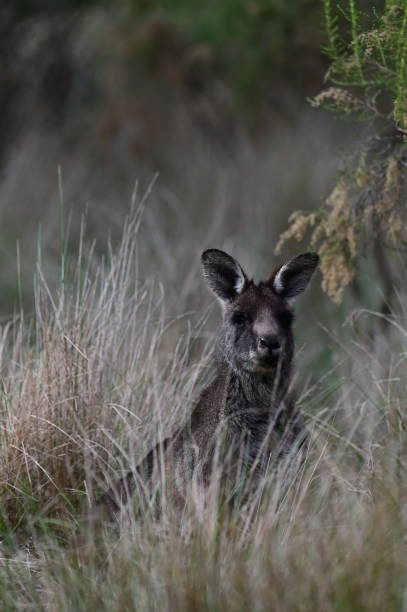 istock Kangaroo in the Australian bush 2158358615