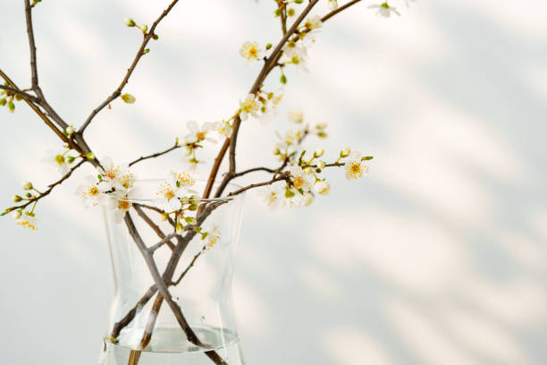 istock Blooming spring branches with flowers and its shadow on white background 2158359582
