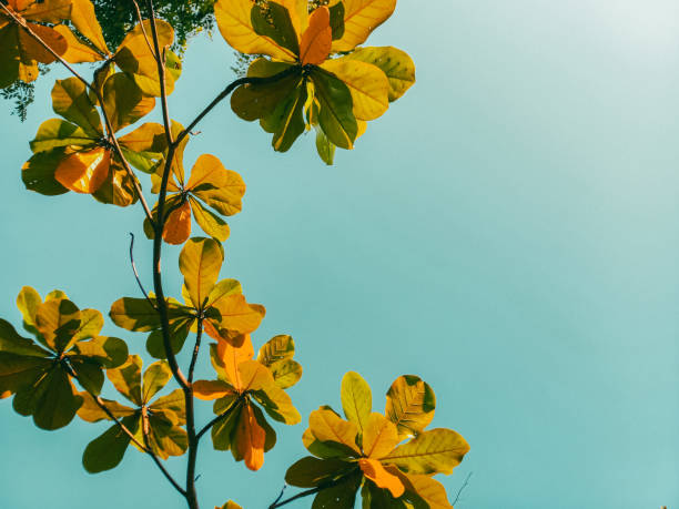 Landscape view of tree branches with a clear blue sky in the background. Leaves against a flat sky.