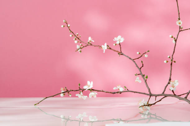 istock Blooming spring branches with flowers and its shadow on pink background 2158360958