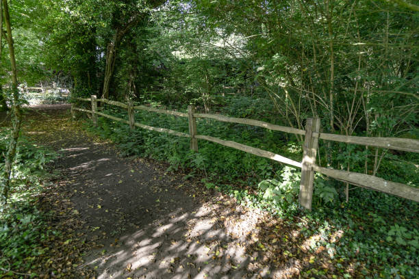 istock Woodland footpath Surrey England 2158361191