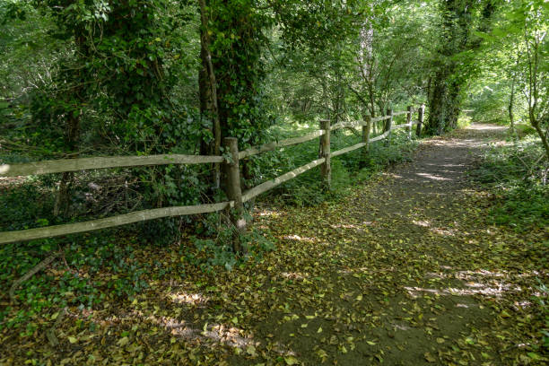 istock Woodland footpath Surrey England 2158361224