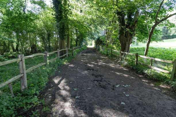 Early morning woodlands footpath walk near Guildford Surrey England Europe