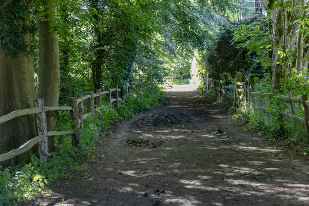 istock Woodland footpath Surrey England 2158361329