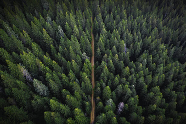 istock Drone view of a greenery forest with a dirt road 2158361396