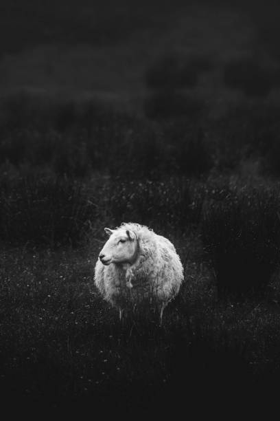 istock Scottish sheep standing alone on a field grayscale 2158361531