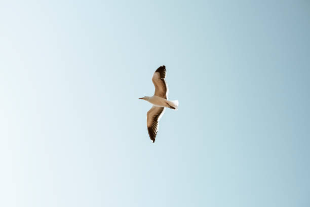 istock Seagull flying over in the blue sky 2158364468