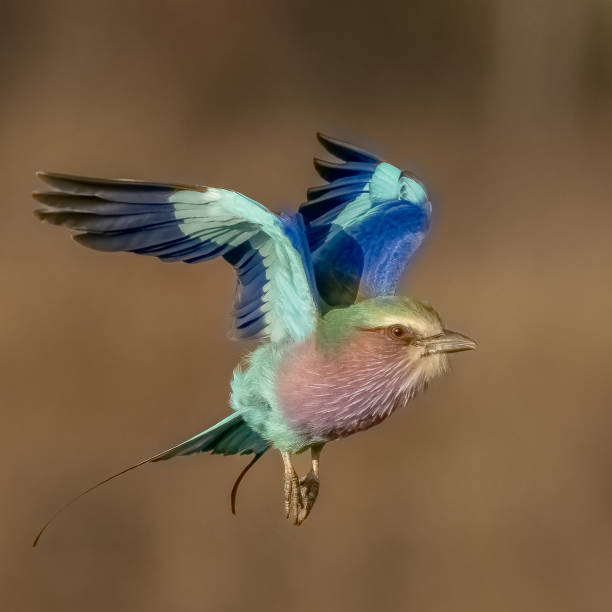istock Hanging in the air 2158364490