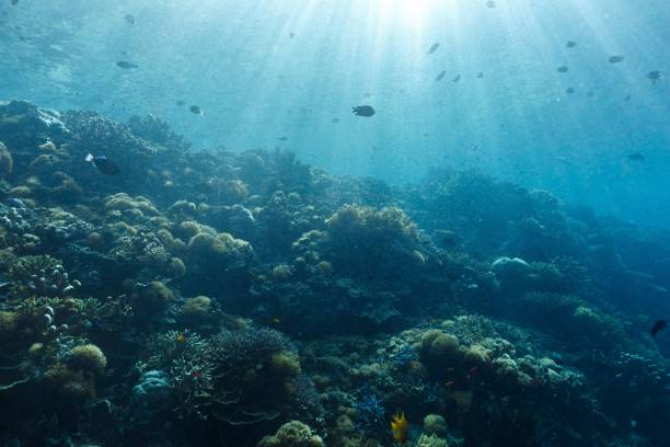 istock View of a vibrant coral reef with various fish swimming under sun rays 2158364650