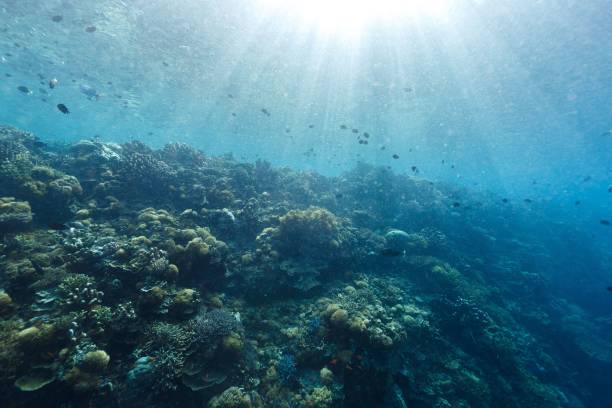 istock View of a vibrant coral reef with various fish swimming under sun rays 2158364670