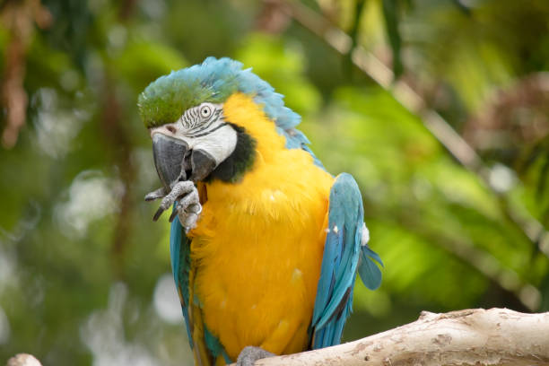istock This is a close up of a blue and gold macaw 2158365471