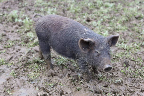 Close up of a Tamworth piglet