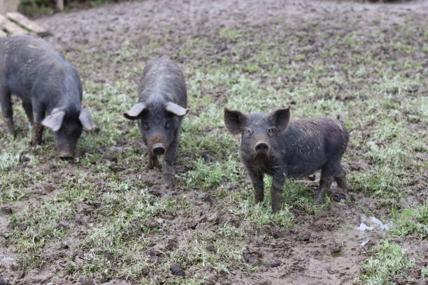 Group of Tamworth pigs in a muddy field