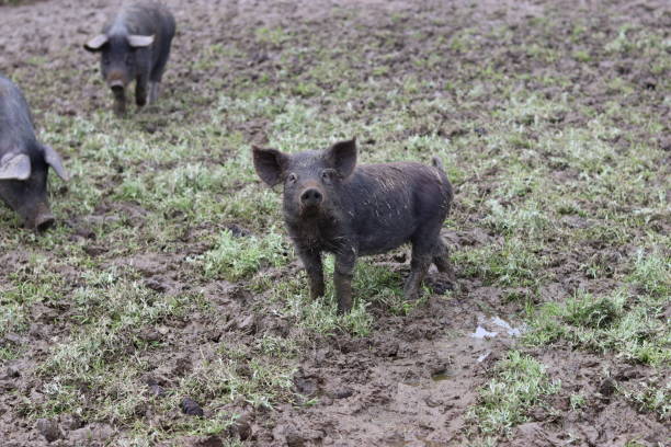 Small Tamworth piglet standing in a muddy field