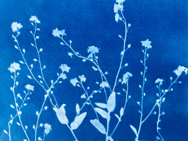 Forget me not flowers in blue print background. Cyanotype illustration
