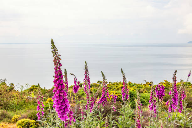 Foxglove flowers on a beach with a seascape view