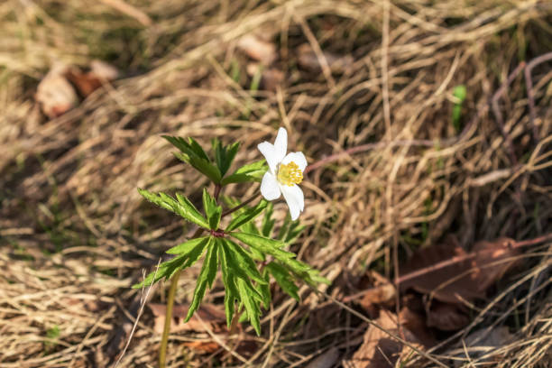 Macro  - Forest - Europe, Romania, Suceava region