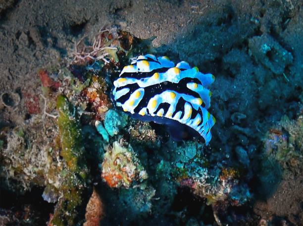 Colorful sea cucumber-like corals.