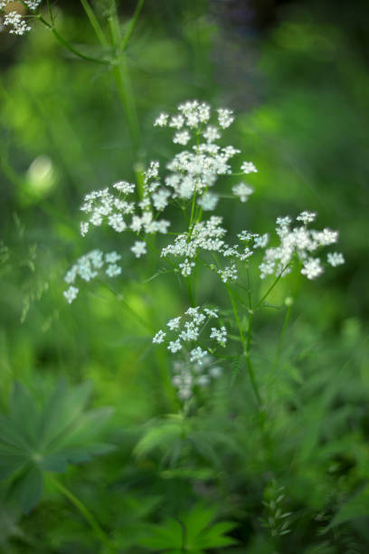 istock White flowers of dream 2158368692