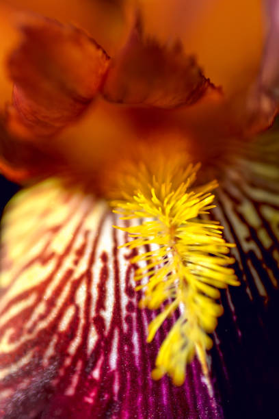 istock Blooming iris growing in a flower bed. Perennial 2158368795