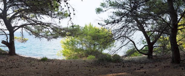istock Aleppo pine trees by the sea 2158369336