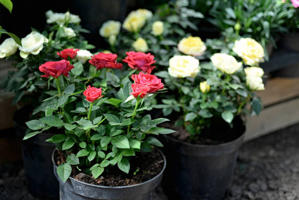 istock Selling roses in pots in a flower shop 2158369355